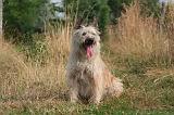 BOUVIER DES ARDENNES 419